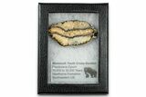 Mammoth Molar Slice With Case - South Carolina #335158-2